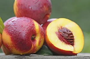 Appetizing Food Still Life Prints: Nectarines with drops of water