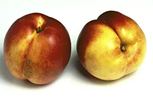Peach Mutation Prints: Nectarines, a mutation of the peach