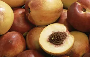 Peach Mutation Prints: Nectarines, a mutation of the peach