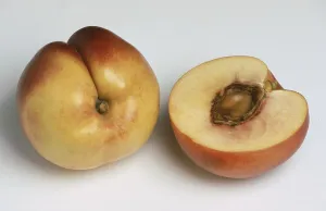 White Background Fruit Images Prints: Nectarines, a mutation of the peach
