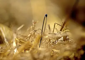 Close Up Macro Photography Prints: Needle in hay
