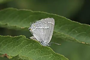 Quercusia Quercus Prints: Neozephyrus quercus, Quercusia quercus