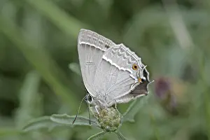 Quercusia Quercus Prints: Neozephyrus quercus, Quercusia quercus