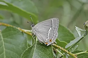 Quercusia Quercus Prints: Neozephyrus quercus, Quercusia quercus