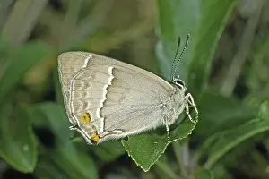 Oak Tree Wildlife Photography Prints: Neozephyrus quercus, Quercusia quercus