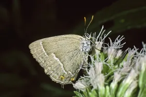 Diurnal Gossamer Winged Butterfly Prints: Neozephyrus quercus, Quercusia quercus