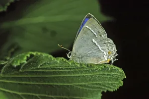 Quercusia Quercus Prints: Neozephyrus quercus, Quercusia quercus