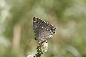 Quercusia Quercus Prints: Neozephyrus quercus, Quercusia quercus
