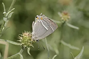 Quercusia Quercus Prints: Neozephyrus quercus, Quercusia quercus