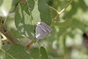 Quercusia Quercus Prints: Neozephyrus quercus, Quercusia quercus