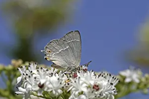 Quercusia Quercus Prints: Neozephyrus quercus, Quercusia quercus
