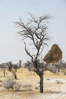 Nature Reserve Namibia Prints: Nesting colony of hanging in a tree