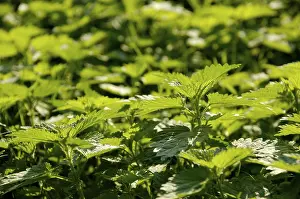 Nature Plants Prints: Nettle, stinging-nettle