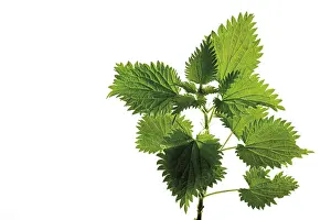 Alternative Medicine Prints: Nettle (Urtica)