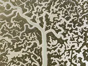 Network Of Channels And Streams Prints: Network of channels and streams at low tide