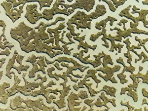 Aerial Landscape Cadiz Province Prints: Network of channels and streams at low tide