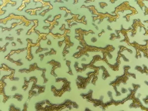 Drone Shot Cadiz Province Prints: Network of channels and streams at low tide