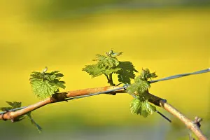 Deserted Vineyard Landscape Prints: New budding on the vine in spring