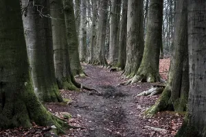 Beech Trees Prints: Nice footpath between large beech trees