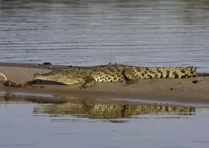 Reptile Species Prints: Nile crocodile