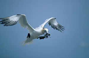 Bird Nesting Material Prints: Northern Gannet with nesting material