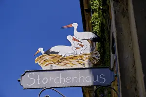 Ciconiiformes Species Images Prints: Nose shield, Strochenhaus, storks