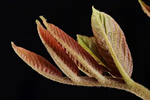 Leaf Detail View Prints: Nut sheet in spring