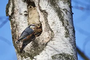 Prints of Nuthatch building its nesting cavity. Sitta europa bird squatting a common starlings home with clay. Eurasian nuthatch Related Prints: Nuthatch Building Its Nesting Cavity Print