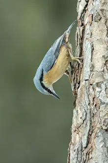 European Nuthatch Prints: Nuthatch (Sitta europaea), head down on a pine tree