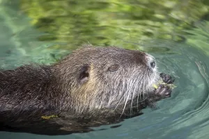 Prints of Nutria Echimyidae Prints: Nutria Print - Rodent Mammal Image