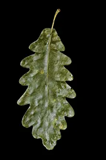 Close Shot Of A Leaf Prints: Oak leaf