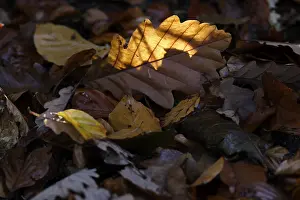 Open Air Autumn Scenes Prints: Oak leaf, backlight