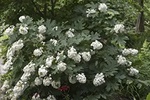 Hydrangeaceae Family Prints: Oak-leaved hydrangea (Hydrangea quercifolia)