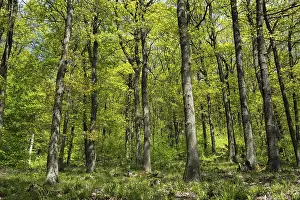 Baden Wurttemberg Nature Scene Prints: Oak (Quercus), oak forest in the spring