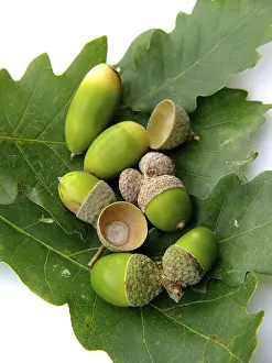 Uninhabited Landscape Photo Prints: Oak (Quercus) seed Acorn
