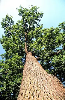 Tree Trunk Prints: Oak tree
