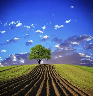 Oak Tree Images Prints: Oak tree