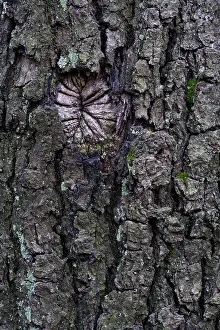 Close Up Tree Bark Prints: Oak tree bark (Quercus)