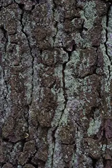 Oak Tree Bark Prints: Oak tree bark (Quercus)