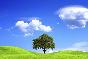 Deciduous Tree Agriculture Prints: Oak tree and blue sky