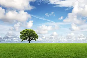 Deciduous Tree Agriculture Prints: Oak tree in summer
