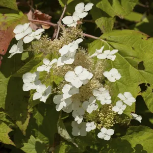 Botanical Inflorescence Images Prints: Oakleaf Hydrangea (Hydrangea quercifolia)