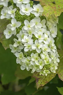 Hydrangea Quercifolia Prints: Oakleaf hydrangea (Hydrangea quercifolia)