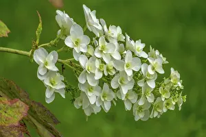 German Botany Flowers Prints: Oakleaf hydrangea (Hydrangea quercifolia)