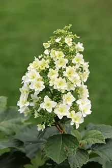 European Hydrangeas Prints: Oakleaf hydrangea (Hydrangea quercifolia)