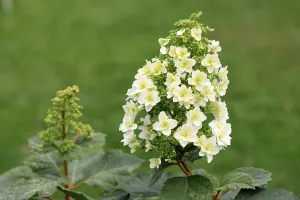 European Hydrangeas Prints: Oakleaf hydrangea (Hydrangea quercifolia)