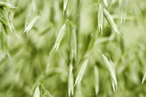 Grainfield Cultivation Prints: Oats