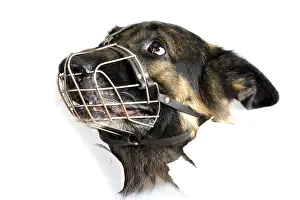 White Studio Background Animal Prints: Object on white - muzzle dog close up