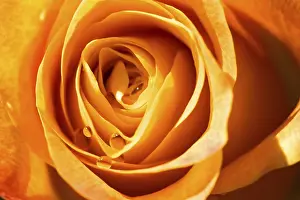 Close Up Rose Prints: Object on white - orange rose close up