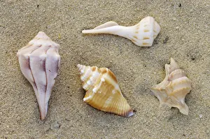 Related Prints: Ocean Snails, Shells Print